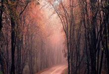 C罗成世界体育第一偶像,粉丝数远超篮球明星.